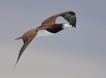 Brown booby. Adult male in flight. Michaelmas Cay, Queensland, November 2018. Image © Ian Wilson 2018 birdlifephotography.org.au by Ian Wilson.