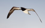 Brown booby. Adult male in flight. Michaelmas Cay, Queensland, November 2018. Image © Ian Wilson 2018 birdlifephotography.org.au by Ian Wilson.