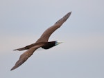 Brown booby. Adult male in flight. Michaelmas Cay, Queensland, November 2018. Image © Ian Wilson 2018 birdlifephotography.org.au by Ian Wilson.