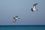 Brown booby. Two adults in flight. Cable Beach, Broome, Western Australia, August 2014. Image © Roger Smith by Roger Smith.