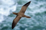 Brown booby. Immature in flight. Muriwai, December 2014. Image © Duncan Watson by Duncan Watson.