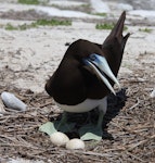 Brown booby. Adult male at nest with two eggs. Rawaki, Phoenix Islands, May 2008. Image © Mike Thorsen by Mike Thorsen.