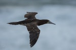 Brown booby. Immature in flight (dorsal). Muriwai gannet colony, May 2016. Image © Bartek Wypych by Bartek Wypych.