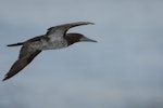 Brown booby. Immature in flight (ventral). Muriwai gannet colony, May 2016. Image © Bartek Wypych by Bartek Wypych.