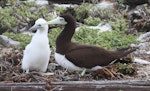 Brown booby. Adult female and chick. McKean, Phoenix Islands, June 2008. Image © Mike Thorsen by Mike Thorsen.