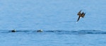 Brown booby. Adult diving (plus two on water). Dampier Peninsula, Western Australia, June 2019. Image © Mark Lethlean 2020 birdlifephotography.org.au by Mark Lethlean.