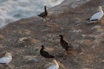 Brown booby. Three immature birds among adult Australasian gannets. Muriwai gannet colony, May 2016. Image © Bartek Wypych by Bartek Wypych.