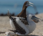 Brown booby. Adult male with chick. Michaelmas Cay, January 2017. Image © Imogen Warren by Imogen Warren.