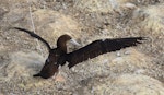 Brown booby. Immature taking off. Muriwai gannet colony, May 2016. Image © Marie-Louise Myburgh by Marie-Louise Myburgh.