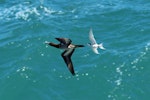 Brown booby. Immature in flight pursued by White-fronted Tern. Muriwai, December 2014. Image © Duncan Watson by Duncan Watson.