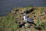 Masked booby. Adult standing on clifftop. Macauley Island, July 2002. Image © Terry Greene by Terry Greene.