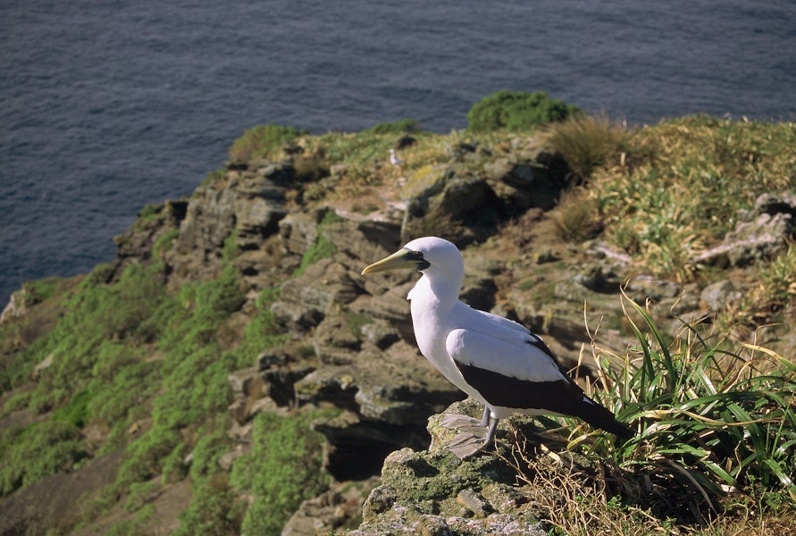 Masked booby. Adult standing on clifftop. Macauley Island, July 2002. Image © Terry Greene by Terry Greene.