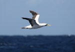 Masked booby. Adult in flight. At sea, Off Ulladulla, New South Wales, Australia, March 2007. Image © Brook Whylie by Brook Whylie.