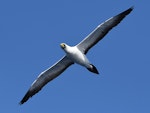 Masked booby. Adult in flight. Macauley Island, March 2021. Image © Scott Brooks (ourspot) by Scott Brooks.