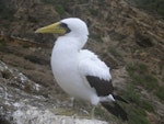 Masked booby. Adult standing. Kermadec Islands, North Meyer Islet, May 2007. Image © Steffi Ismar by Steffi Ismar.