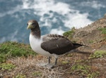 Masked booby. Immature. Raoul Island, Kermadec Islands, January 2009. Image © Gareth Rapley by Gareth Rapley.