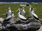 Masked booby. Roosting adults. Rawaki, Phoenix Islands, June 2008. Image © Mike Thorsen by Mike Thorsen.