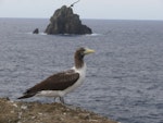 Masked booby. Side view of immature bird. Kermadec Islands, North Meyer Islet, May 2007. Image © Steffi Ismar by Steffi Ismar.