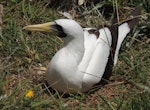 Masked booby. Adult on nest. Phillip Island, Norfolk Island, November 2016. Image © Ian Armitage by Ian Armitage.