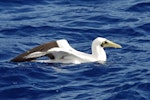 Masked booby. Adult yellow-eyed personata subpecies on water. Pacific Ocean, April 2009. Image © Nigel Voaden by Nigel Voaden.