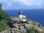 Masked booby. Fledgling. Macauley Island, August 2006. Image © Terry Greene by Terry Greene.