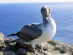 Masked booby. Fledgling showing front view of head. Macauley Island, July 2006. Image © Terry Greene by Terry Greene.