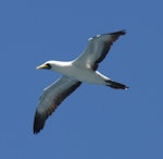 Masked booby. Ventral view of adult in flight. Raoul Island, Kermadec Islands, January 2009. Image © Gareth Rapley by Gareth Rapley.