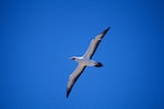 Masked booby. Ventral view of adult in flight. Curtis Island, Kermadec Islands, October 1989. Image © Alan Tennyson by Alan Tennyson.