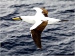 Masked booby. Adult (subspecies dactylatra) in flight. Tropical Atlantic Ocean between Brazil and Cape Verde Islands, April 2015. Image © Sheila Cook by Sheila Cook.