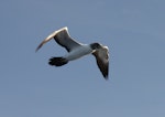 Masked booby. Juvenile in flight. Rawaki, Phoenix Islands, June 2008. Image © Mike Thorsen by Mike Thorsen.