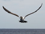 Masked booby. Juvenile in flight. Macauley Island, March 2021. Image © Scott Brooks (ourspot) by Scott Brooks.