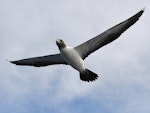 Masked booby. Juvenile in flight. Macauley Island, March 2021. Image © Scott Brooks (ourspot) by Scott Brooks.