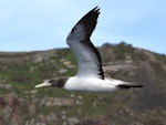 Masked booby. Juvenile in flight. Macauley Island, March 2021. Image © Scott Brooks (ourspot) by Scott Brooks.