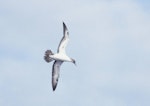 Masked booby. Ventral view of immature in flight. Off Cheeseman Island, Kermadec Islands, May 1982. Image © Colin Miskelly by Colin Miskelly.