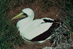 Masked booby. Adult on nest. Macauley Island, Kermadec Islands, November 1980. Image © Department of Conservation (image ref: 10037140) by Phil Moors, Department of Conservation.