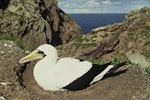 Masked booby. Adult on nest. Kermadec Islands. Image © Department of Conservation (image ref: 10053816) by Warwick Murray, Department of Conservation.