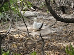 Masked booby. Adult with 2 eggs in nest circle. Henderson Island, Pitcairns, October 2011. Image © Matt Charteris by Matt Charteris.