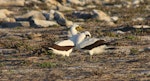 Masked booby. Courting pair. Rawaki, Phoenix Islands, June 2008. Image © Mike Thorsen by Mike Thorsen.