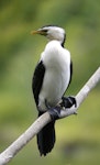 Little shag | Kawaupaka. Adult pied morph. Wanganui, December 2005. Image © Ormond Torr by Ormond Torr.