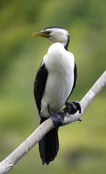 Little shag | Kawaupaka. Adult pied morph. Wanganui, December 2005. Image © Ormond Torr by Ormond Torr.