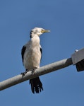 Little shag | Kawaupaka. Adult, pied morph, on street light. Pine Harbour, Auckland, March 2015. Image © Marie-Louise Myburgh by Marie-Louise Myburgh.