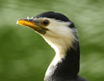 Little shag | Kawaupaka. Head of adult white-throated morph. Wanganui, September 2010. Image © Ormond Torr by Ormond Torr.