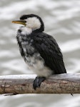 Little shag | Kawaupaka. Intermediate morph. Wanganui, January 2009. Image © Ormond Torr by Ormond Torr.