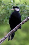 Little shag | Kawaupaka. Adult white-throated morph. Wanganui, November 2007. Image © Ormond Torr by Ormond Torr.