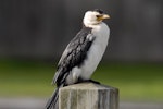 Little shag | Kawaupaka. Adult pied morph. Lake Rotorua, May 2007. Image © Peter Reese by Peter Reese.