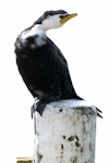 Little shag | Kawaupaka. Adult white-throated morph. Lake Rotoiti, May 2007. Image © Peter Reese by Peter Reese.