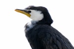 Little shag | Kawaupaka. Head of white-throated adult. Lake Rotoiti, May 2007. Image © Peter Reese by Peter Reese.