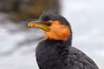 Little shag | Kawaupaka. Bird showing stained white feathers. North Shore Auckland, January 2013. Image © Peter Reese by Peter Reese.