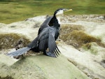 Little shag | Kawaupaka. Adult intermediate morph drying wings. Warkworth, November 2012. Image © Thomas Musson by Thomas Musson.