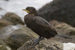 Little shag | Kawaupaka. Immature on rock. Catlins, June 2012. Image © Glenda Rees by Glenda Rees.